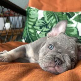 Jade - Tricolors female French Bulldog puppy in Clermont, Florida from Nala’s Nest