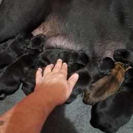 Girl 2 - Black female Cane Corso puppy in Clarksburg, West Virginia from West By God Virginia Cane Corso