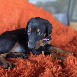 Peach collar - Black and rust female Doberman Pinscher puppy in Santa Clarita, California from Riviera Dobermans