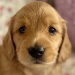 Whitfield Raef - Red Dachshund puppy in Stoutland, Missouri from Farmhouse Dachshunds