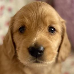 Whitfield Raef - Red Dachshund puppy in Stoutland, Missouri from Farmhouse Dachshunds