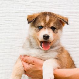Diego - Wolf sable male Pomsky puppy in Spring City, Pennsylvania from Pomsky Power Puppies