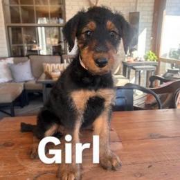 Girl 3 - Grizzle and tan female Airedale Terrier puppy in Oxford, Ms, Mississippi from Yocona River Airedale