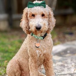 Saylor - Goldendoodle