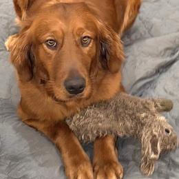 Golden Retriever and Miniature Australian Shepherd All Grown Up from Raised Right Pups
