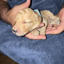 H25 Male Light Blue Collar - Red  male Goldendoodle puppy in Cape Coral, Florida from GoldenDoodles Cape Coral