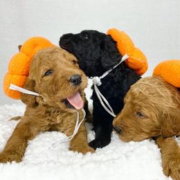 Aussiedoodle and Goldendoodle Puppies from Dandy Doodle Ranch