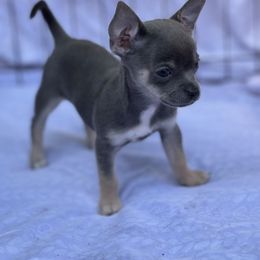Chihuahua Puppies from Little Paws