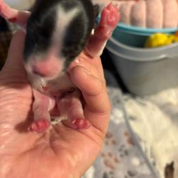 Becca - Parti female Yorkshire Terrier puppy in Brandenburg, Kentucky from Lil Amazing Paws Yorkshire Terriers