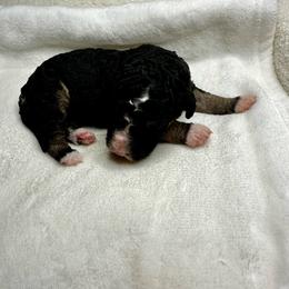Black tri - Tri-color male Bernedoodle puppy in Holt, Missouri from Mindys Doodles