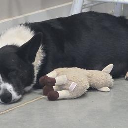 Cardigan Welsh Corgis from Old Iron Farm