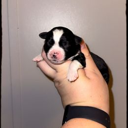 Joy - Black tri female Miniature Australian Shepherd puppy in Liberty, Mississippi from Liberty Oaks Aussies and Dachshunds
