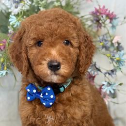 Fluffy - Red  male Goldendoodle puppy in Yuciapa, California from AlltheDoodlez_