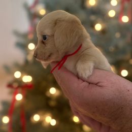 Elliott - Cream male Dachshund puppy in Florida from Best Shepherds