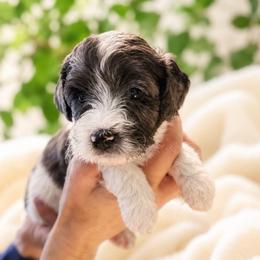 Moses - Merle male Cavapoo puppy in Underwood, Minnesota from Tru Cuddle Pups