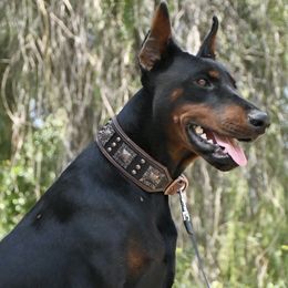 Arya - Doberman Pinscher