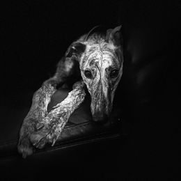 Greyhound Puppies from Trapple's Custom K-9's