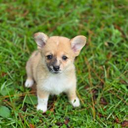 Eliza Hamilton - Sable merle and white female American Corgi puppy in Tallahassee, Florida from Koko's Korgis