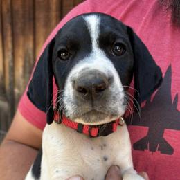 German Shorthaired Pointers from Underhill GSP
