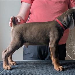 CROPPED Red Collar - Sapphire x Sage Litter - Red and rust male Doberman Pinscher puppy in Spencer, Indiana from Jackson's Dobermans