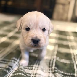 LeMans - Light golden male Golden Retriever puppy in Watkins, Colorado from Brightside Goldens