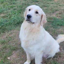 Whistler - Golden Retriever