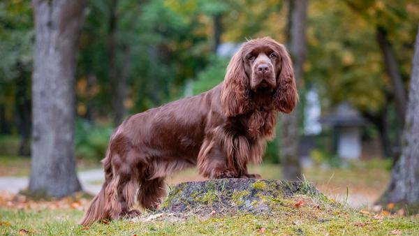 Find Sussex Spaniel puppies for sale near Palo Alto, CA