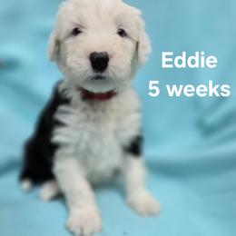 Eddie - Gray and white male Old English Sheepdog puppy in Sutherlin, Oregon from Sapphire Eyes Sheepdogs