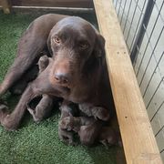 Pudelpointer puppies from On a hunt kennels
