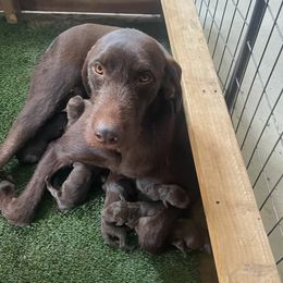 Pudelpointer puppies from On a hunt kennels
