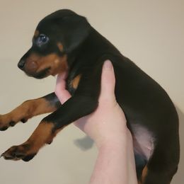 Special needs boy - Black and rust male Doberman Pinscher puppy in Vale, North Carolina from Von Katzenstein Kennel