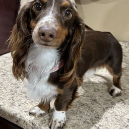 Dachshund All Grown Up from Mini Me Miniatures