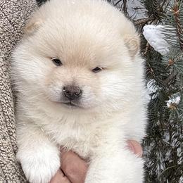 Kami - Cream male Shiba Inu puppy in Winthrop, Minnesota from Kayobi Shibas