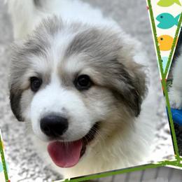 Boy2 Green collar NOAH - White and badger male Great Pyrenees puppy in Fair Grove, Missouri from Allen Wags & Woolies
