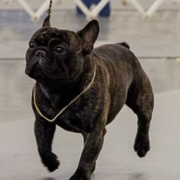 Bulldogs and French Bulldogs from JnJ Bulldogs