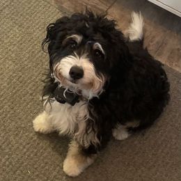 Alice - Bernedoodle