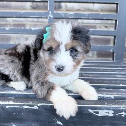 Amber - Blue merle female Aussiedoodle puppy in Cartersville, Georgia from Simply Blessed Doodles