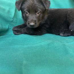 Solid black female - Black female German Shepherd puppy in Jennings, Kansas from Lost Creek German Shepherds LLC