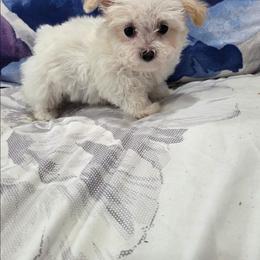 Izzy - White female Maltipoo puppy in Sedro Woolley, Washington from Absher Ranch
