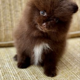 Puddin - Chocolate female Pomeranian puppy in Canandaigua, New York from Fingerlakes Pomeranians