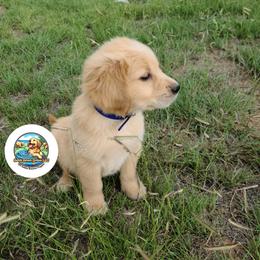 Golden Retriever Puppies from Splish Splash Goldens LLC