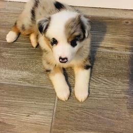 Australian Shepherd and German Shepherd Puppies from REINVENTED.KENNELS