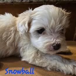Snowball - White male Yorkipoo puppy in Conyers, Georgia from Furrever Puppy Co.