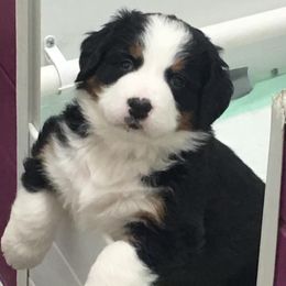 Bernese Mountain Dogs from Bridgeview Kennel