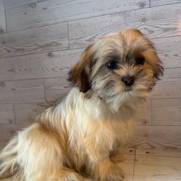 Teddy - Cream and white male Shih Tzu puppy in Chariton, Iowa from Mia Lucky Home