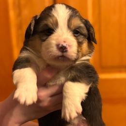 Chunk - Black and tan male Pembroke Welsh Corgi puppy in Ghent, New York from Trowbridge Corgis