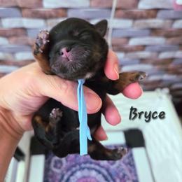 Bryce - Black and tan male Shih Tzu puppy in Richmond, Texas from Aleka Shih Tzu