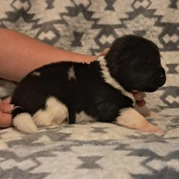 Birdie - Black, silver undercoat female Akita puppy in Granbury, Texas from Folklore Akitas