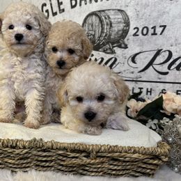 Poodles, Saint Berdoodles, and Saint Bernards from Single Barrel Doodles