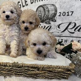 Poodles, Saint Berdoodles, and Saint Bernards from Single Barrel Doodles